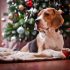 Best Dog Beds for Greyhounds