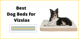 Best Dog Beds for Vizslas
