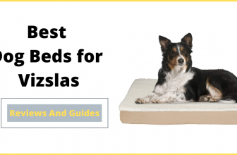 Best Dog Beds for Vizslas
