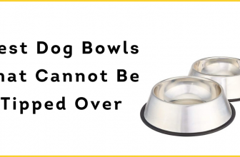 Best Dog Bowls That Cannot Be Tipped Over