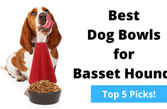 Best Dog Bowls for Basset Hounds