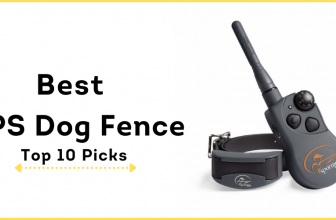 Best GPS Dog Fence