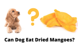 Can Dogs Eat Dried Mangoes?
