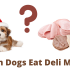 Why Do Dogs Scratch Their Beds?