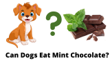 Can Dogs Eat Mint Chocolate?