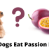 Can Dogs Eat Deli Meat?