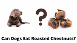 Can Dogs Eat Roasted Chestnuts?
