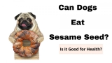 Can Dogs Eat Sesame Seed?