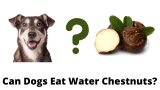 Can Dogs Eat Water Chestnuts?