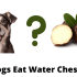 Can Dogs Eat Potato Skins? – Things You Should Know