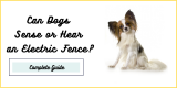 Can Dogs Sense or Hear an Electric Fence?