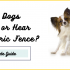 Do Vets Recommend an Invisible Dog Fence?