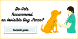 Do Vets Recommend an Invisible Dog Fence?