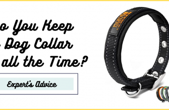 Do You Keep a Dog Collar on all the Time?