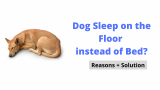 My Dog Sleep on the Floor instead of her Bed?