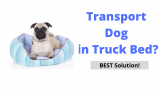 Is It Safe to Drive With Dog in Your Truck Bed?