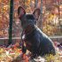 Tips To Keep Your Dog On Their Bed