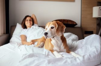 How Do I Train My Dog To Sleep in my Bed?