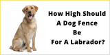 How High Should A Dog Fence Be For A Labrador?
