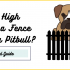 Why Do Dog Collars Have Spikes?