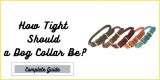 How Tight Should a Dog Collar Be?