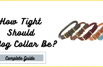 How Tight Should a Dog Collar Be?