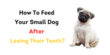 How To Feed Your Small Dog After Losing Their Teeth?