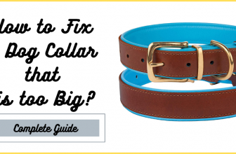 How to Fix a Dog Collar that is too Big?
