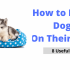 How to Discipline a Puppy While Potty Training?