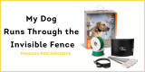 My Dog Runs Through the Invisible Fence