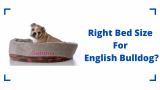 Bed Size For English Bulldog