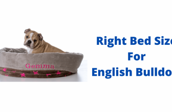 Bed Size For English Bulldog