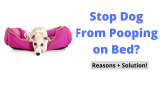 How to Stop Dog From Pooping on the Bed?