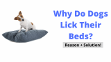 Why Do Dogs Lick Their Beds?