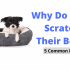 Can Dogs Eat Deli Meat?