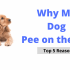 Why Do Dogs Lick Their Beds?