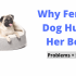 Bulldog Potty Training Problems