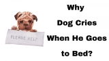 Why Dog Cries When He Goes to Bed?