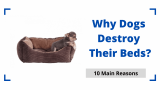 Why Dogs Destroy Their Beds?