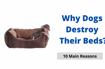 Why Dogs Destroy Their Beds?